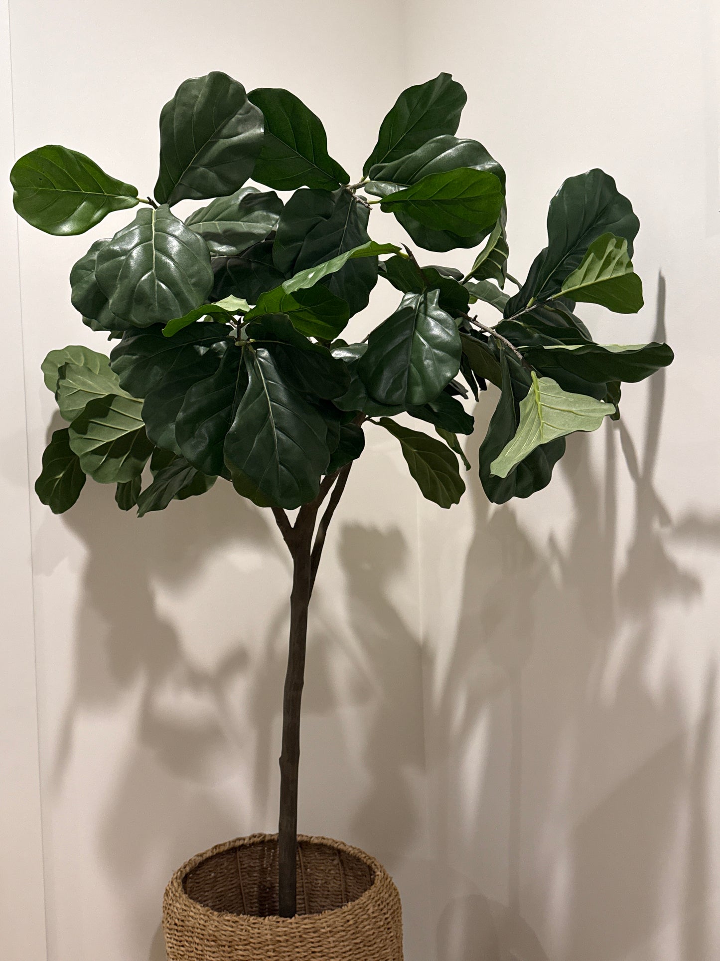 6’ Fiddle Leaf Fig Tree