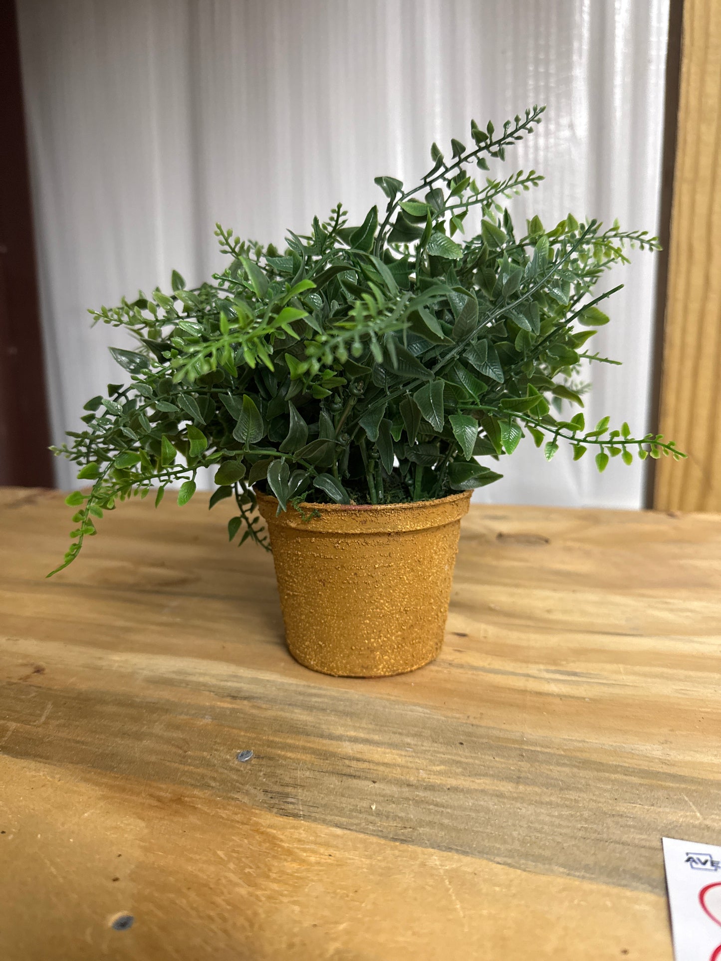 Fern Plant in Terracotta Pot