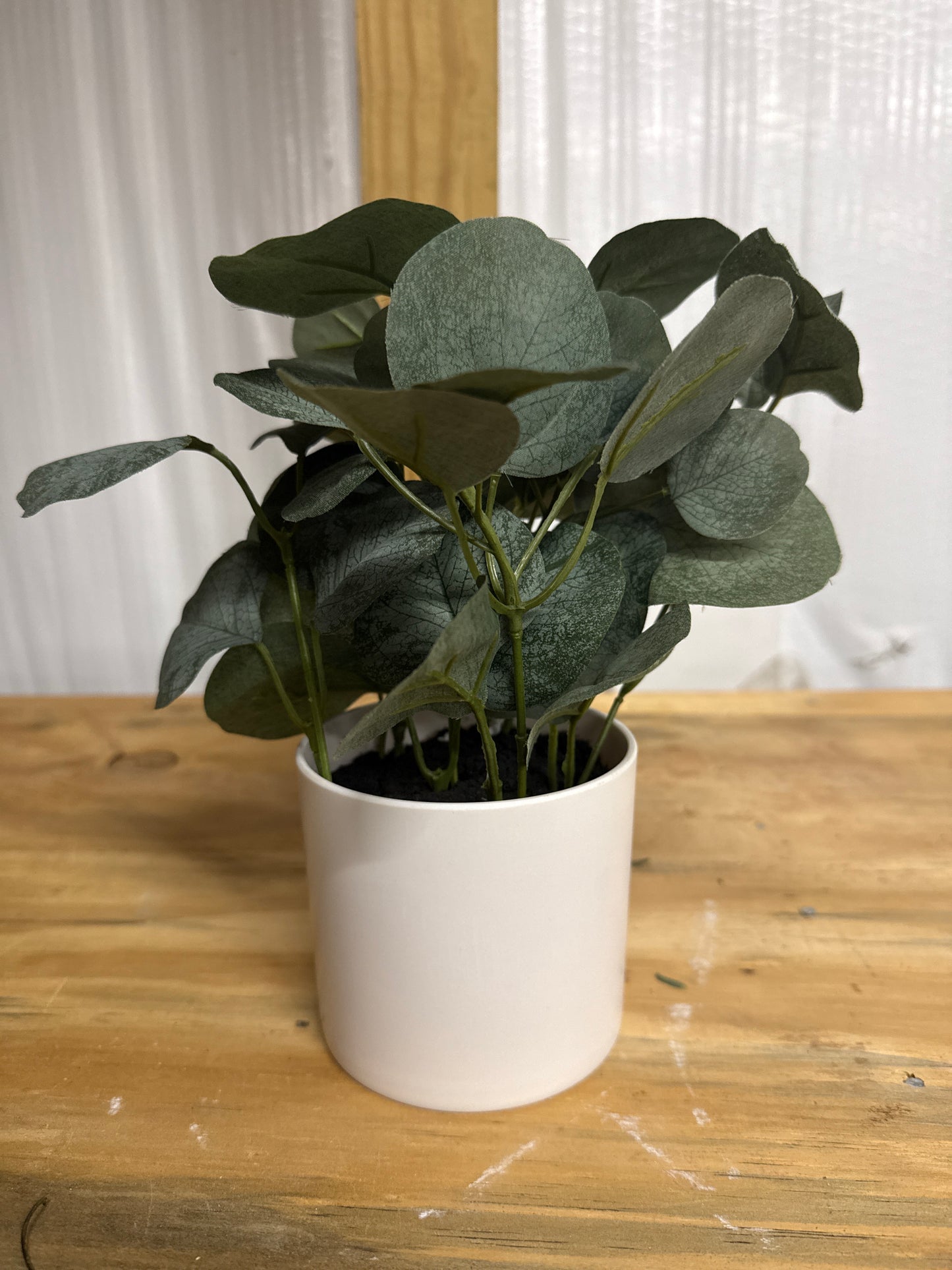 Eucalyptus Plant
