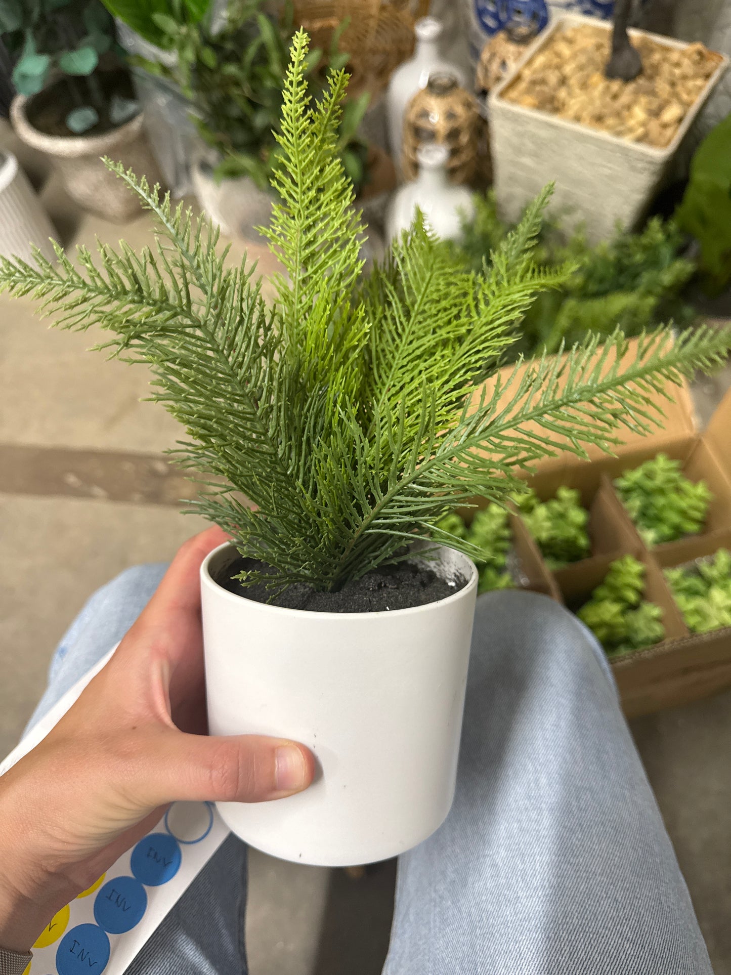 Faux Pine Plant - White Ceramic Pot