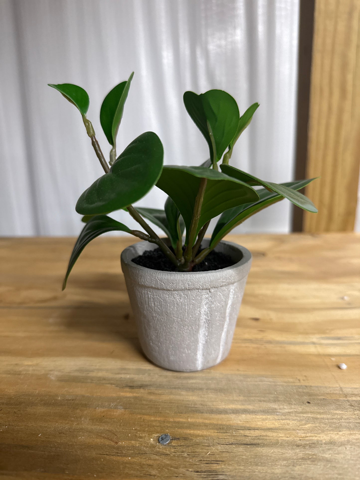 Faux Peperomia - Gray Textured Pot