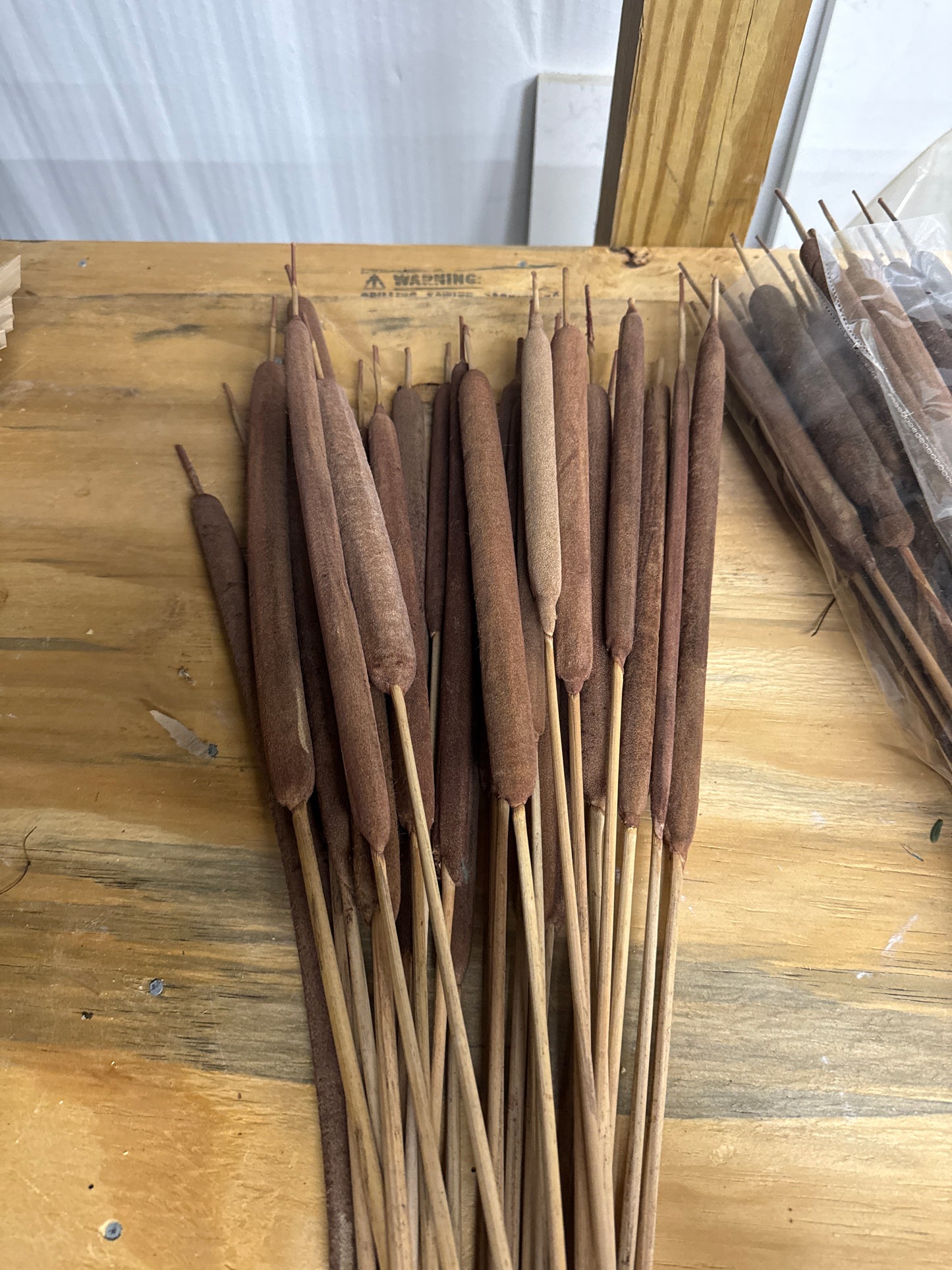 Dried Cattail Stems - Bundle
