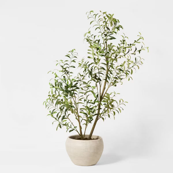 Asymmetrical Olive Tree