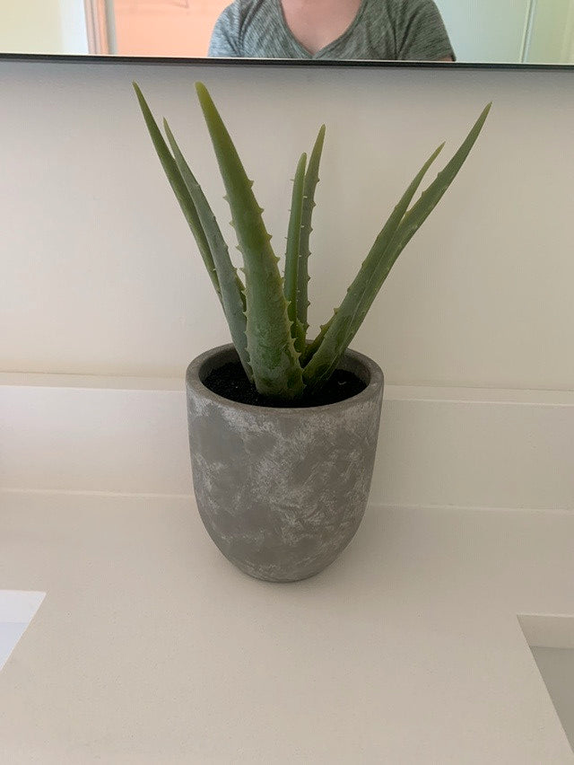 Aloe Plant in Concrete Pot