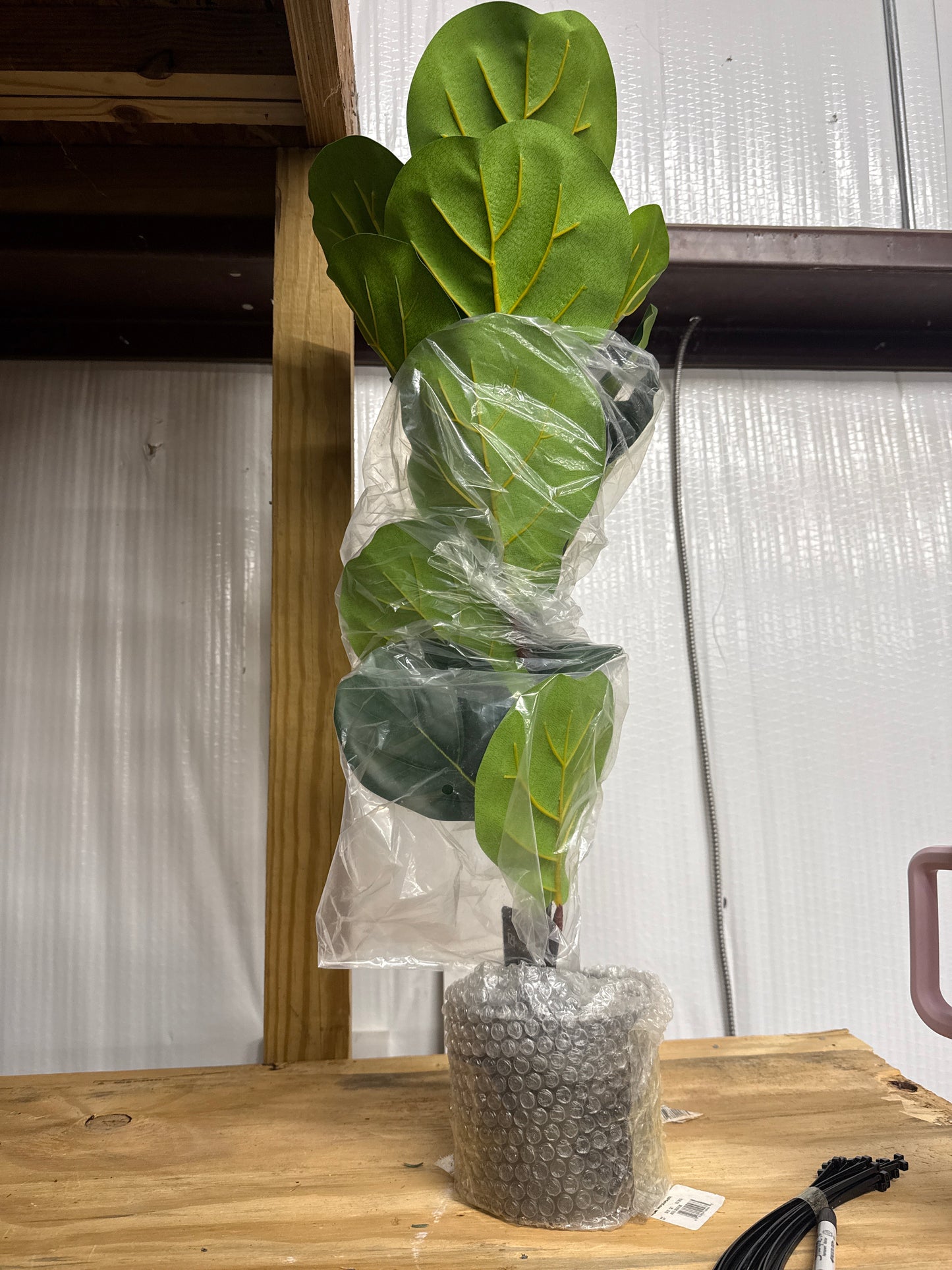 Fiddle Leaf Fig - Large