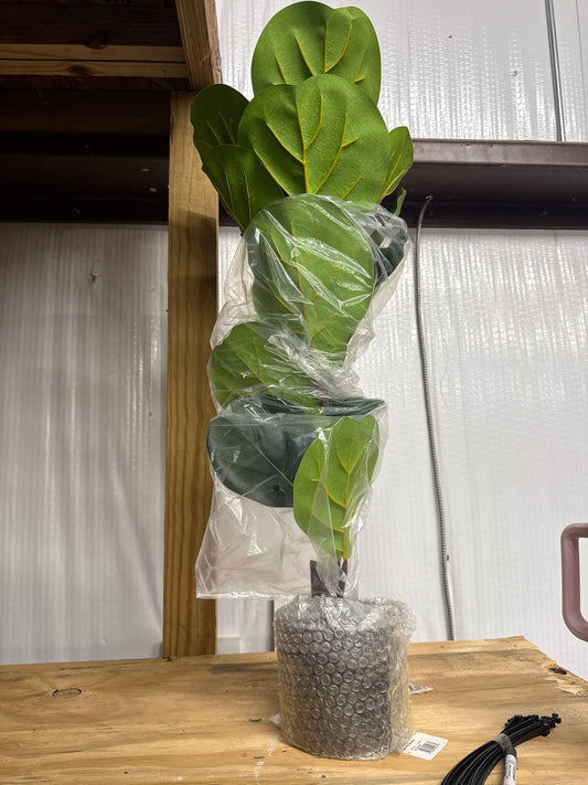 Fiddle Leaf Fig - Large