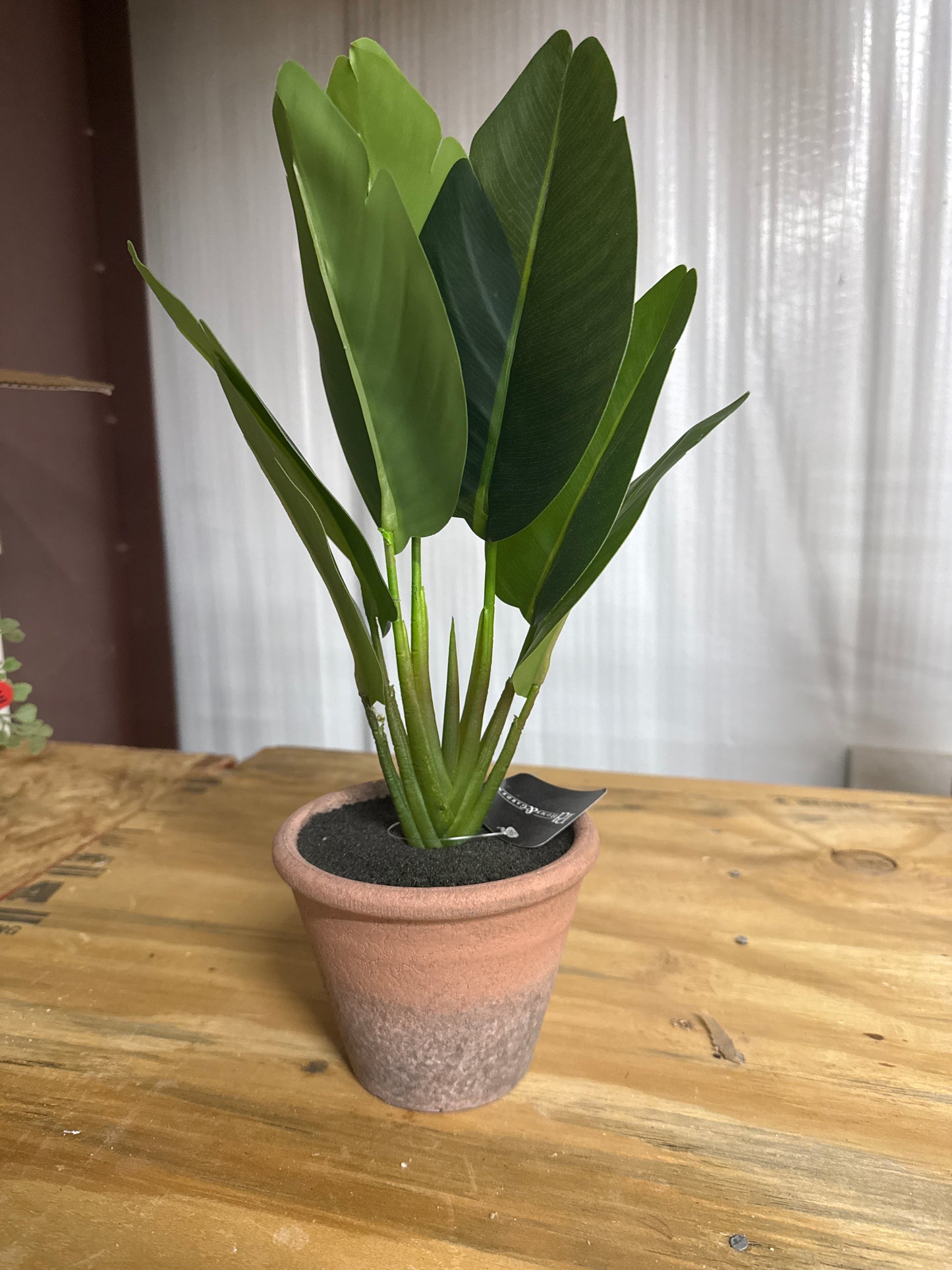 Faux Bird of Paradise - Terracotta Pot