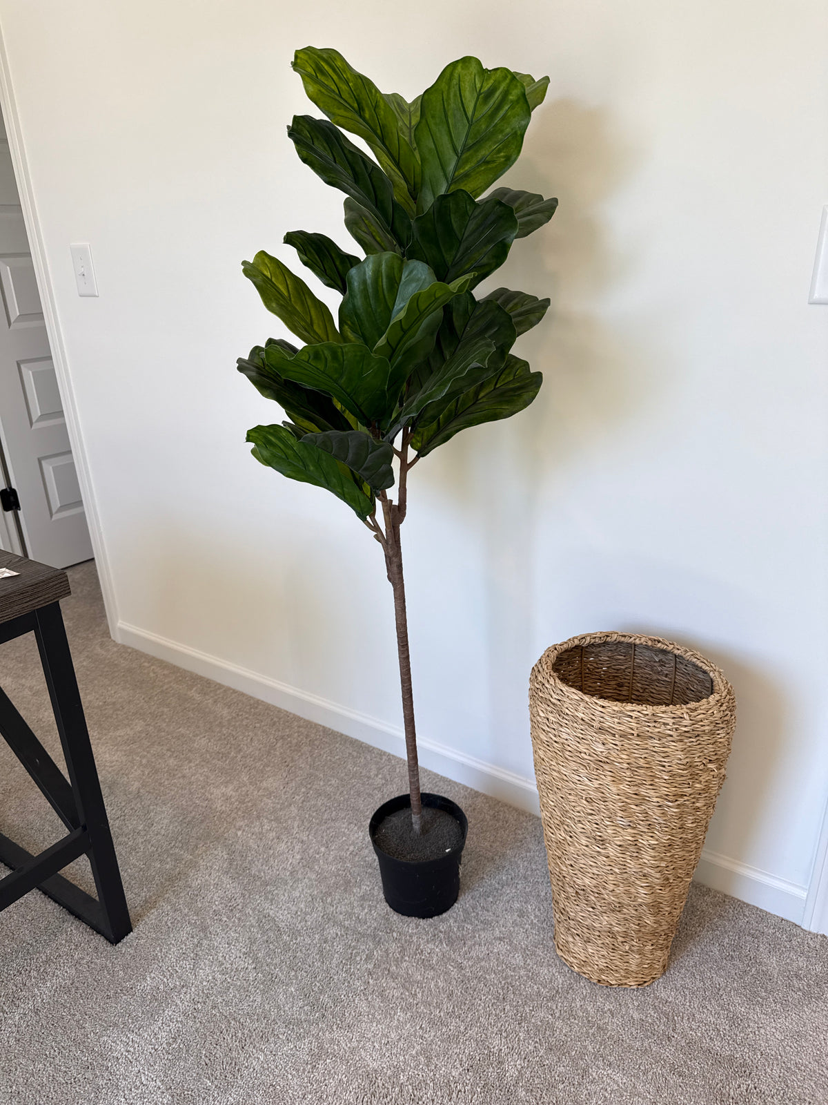 4’ Fig Tree in Black Pot