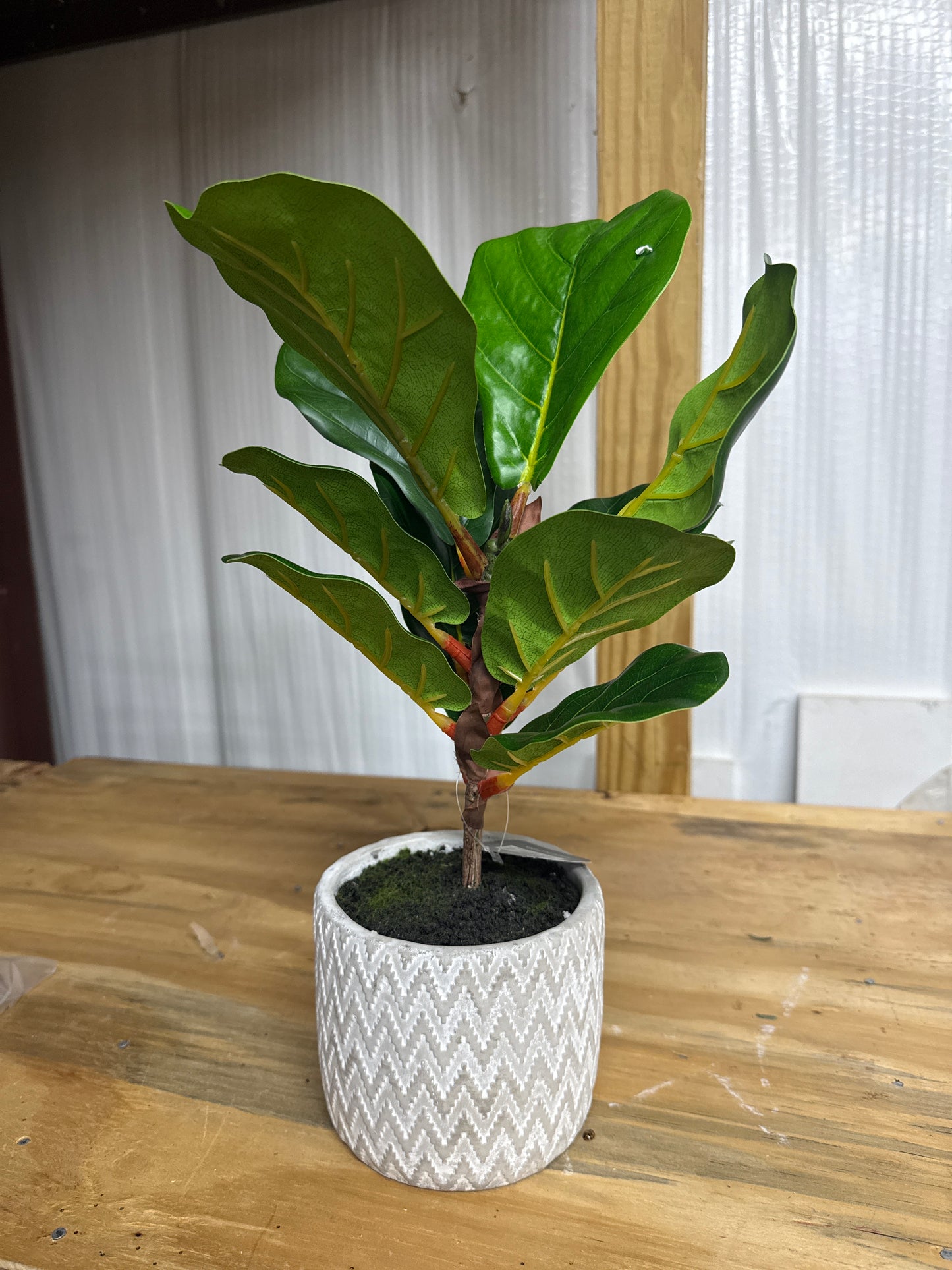 Fiddle Leaf Fig