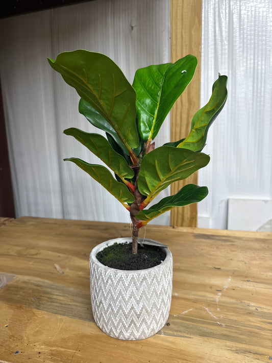 Fiddle Leaf Fig