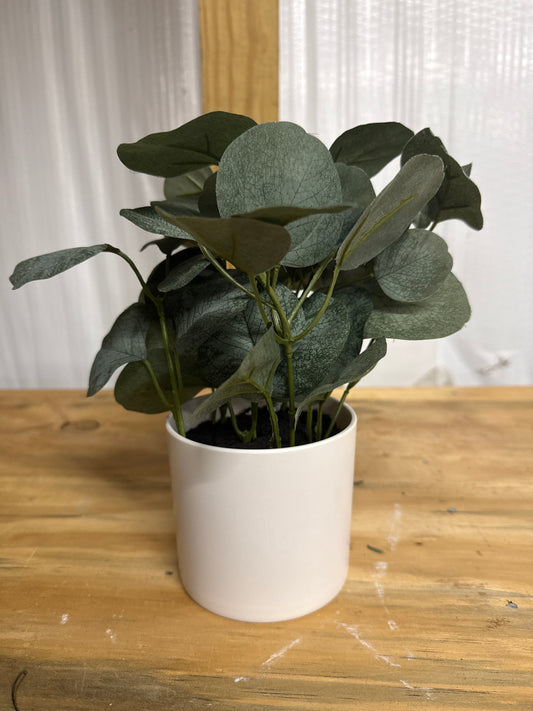 Eucalyptus Plant
