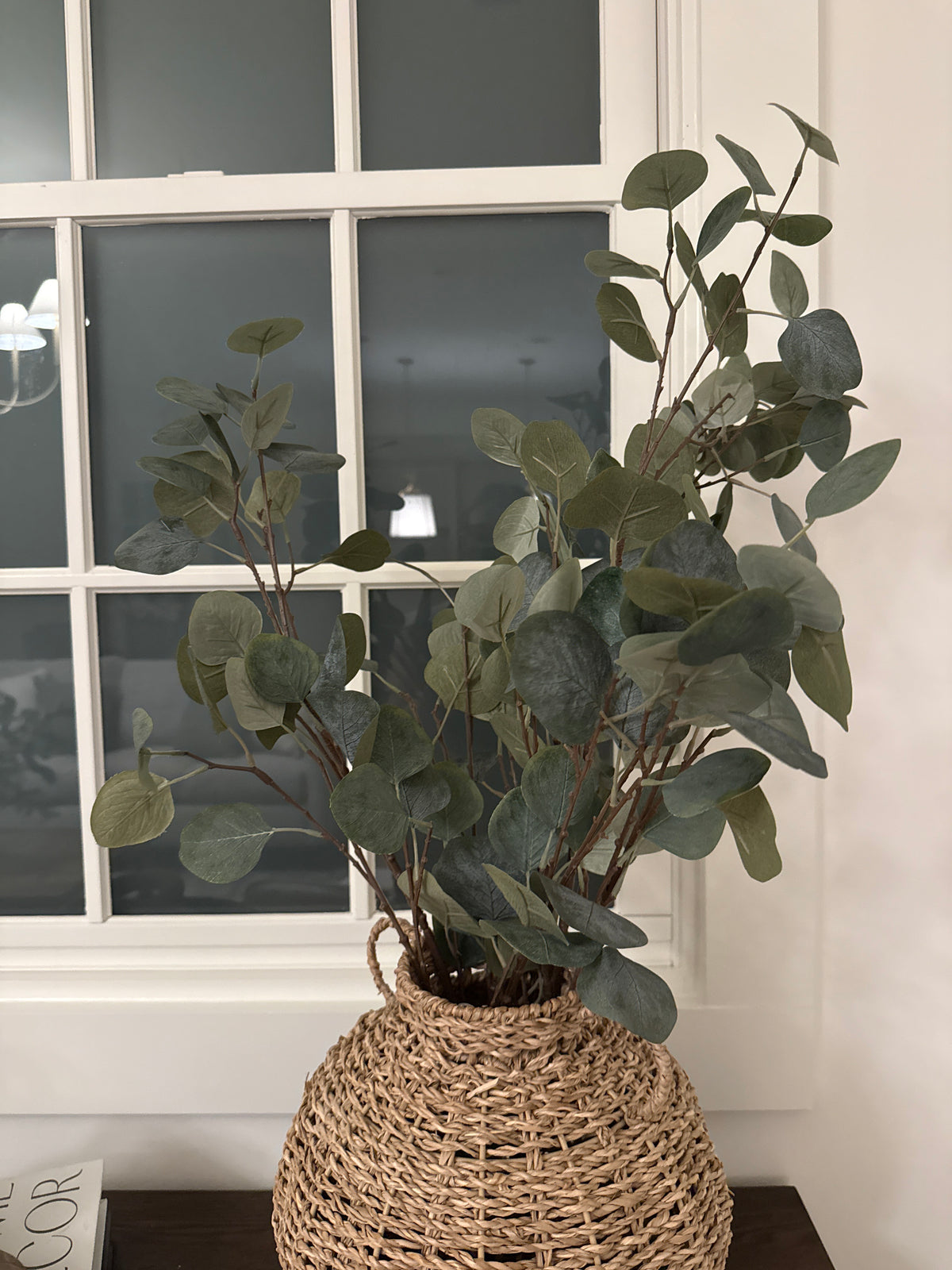 Eucalyptus Stem