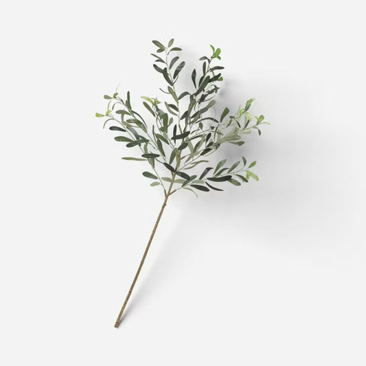 Olive Branch