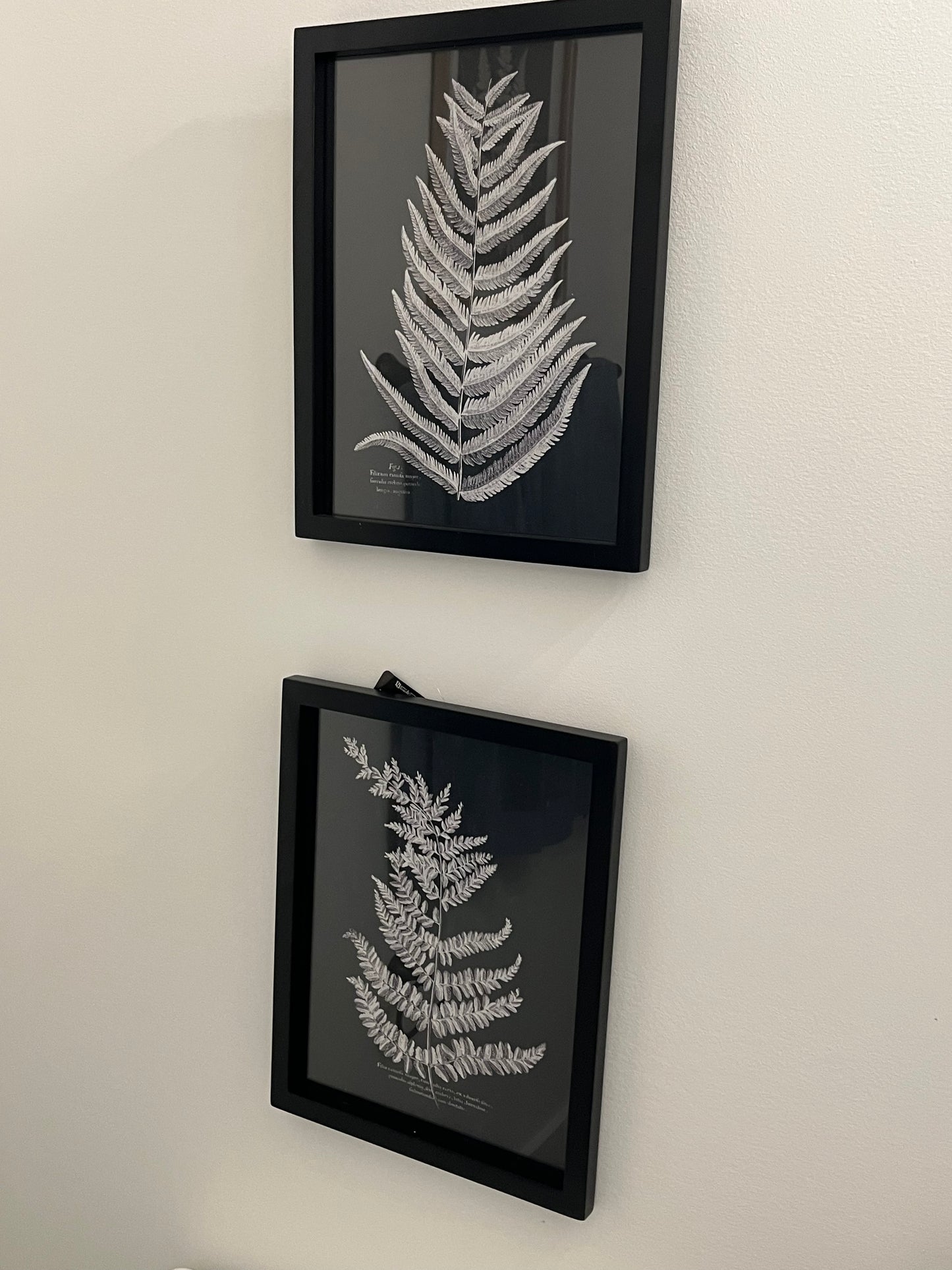 Black and White Fern Wall Decor - Set of 2