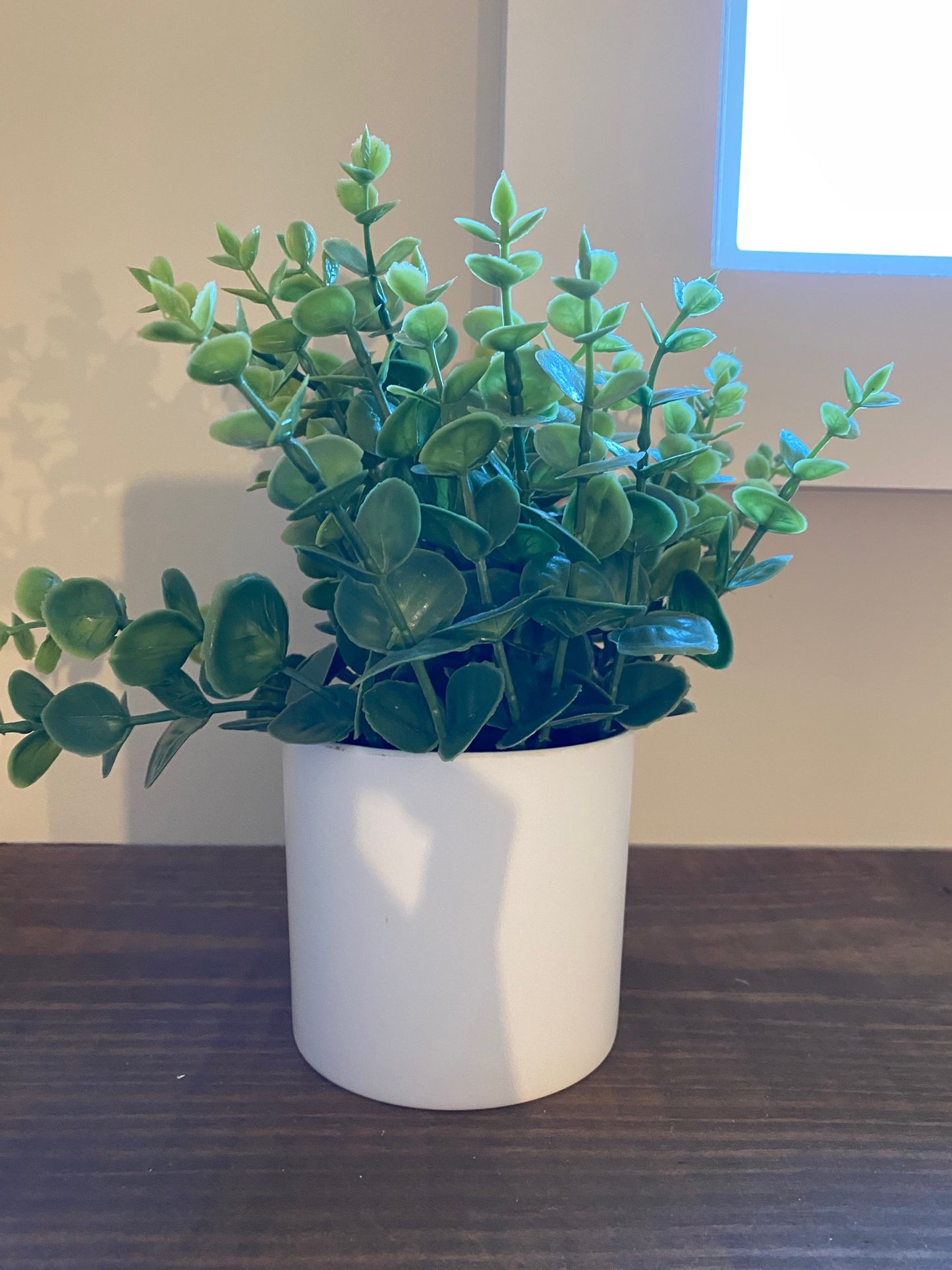 Upright Eucalyptus in White Pot