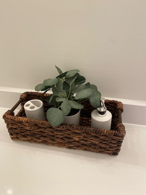 Eucalyptus Plant in White Pot