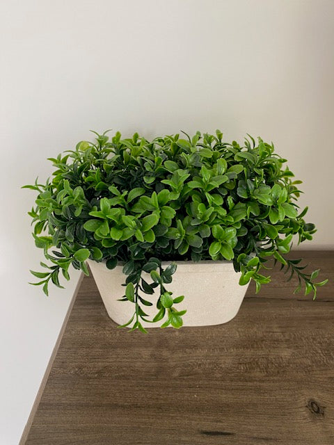 Oval Boxwood in Planter