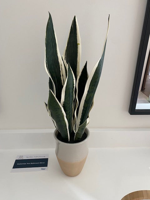 Tall Snake Plant in Terra Cotta Pot