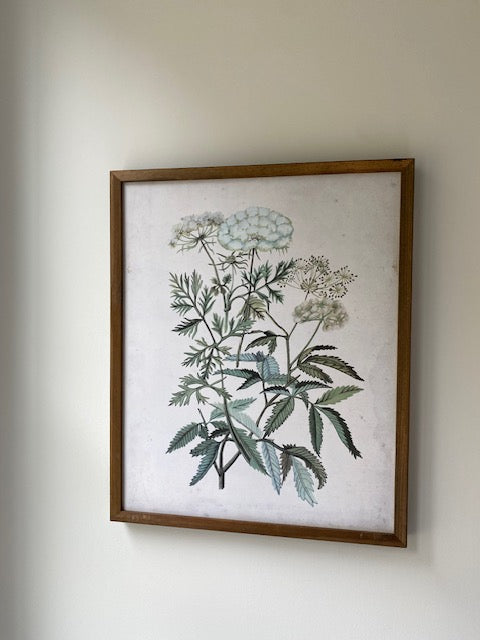 Queen Anne's Lace Wall Art