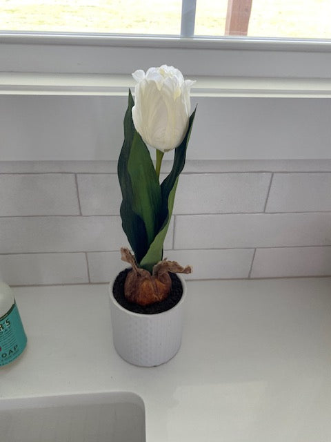 Bulb Tulip in White