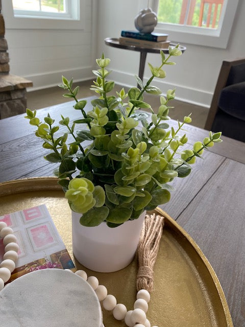 Upright Eucalyptus in White Pot