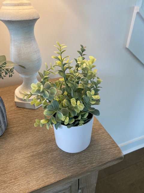 Upright Eucalyptus in White Pot