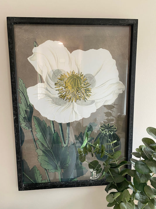 Anemone Wall Art