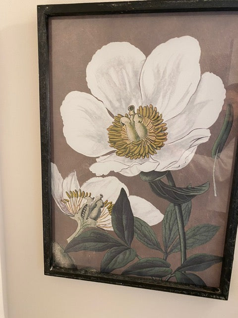 Anemone Wall Art