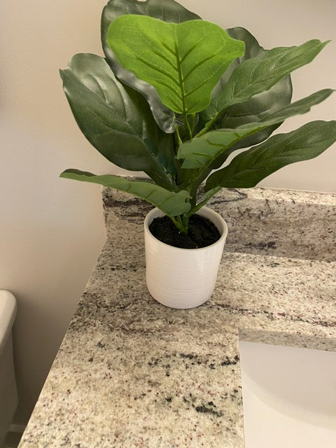 Small Fiddle Leaf Fig