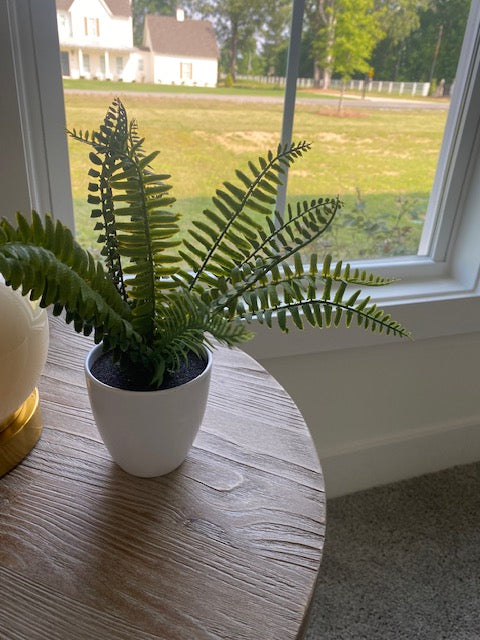 Fern in Round White Pot