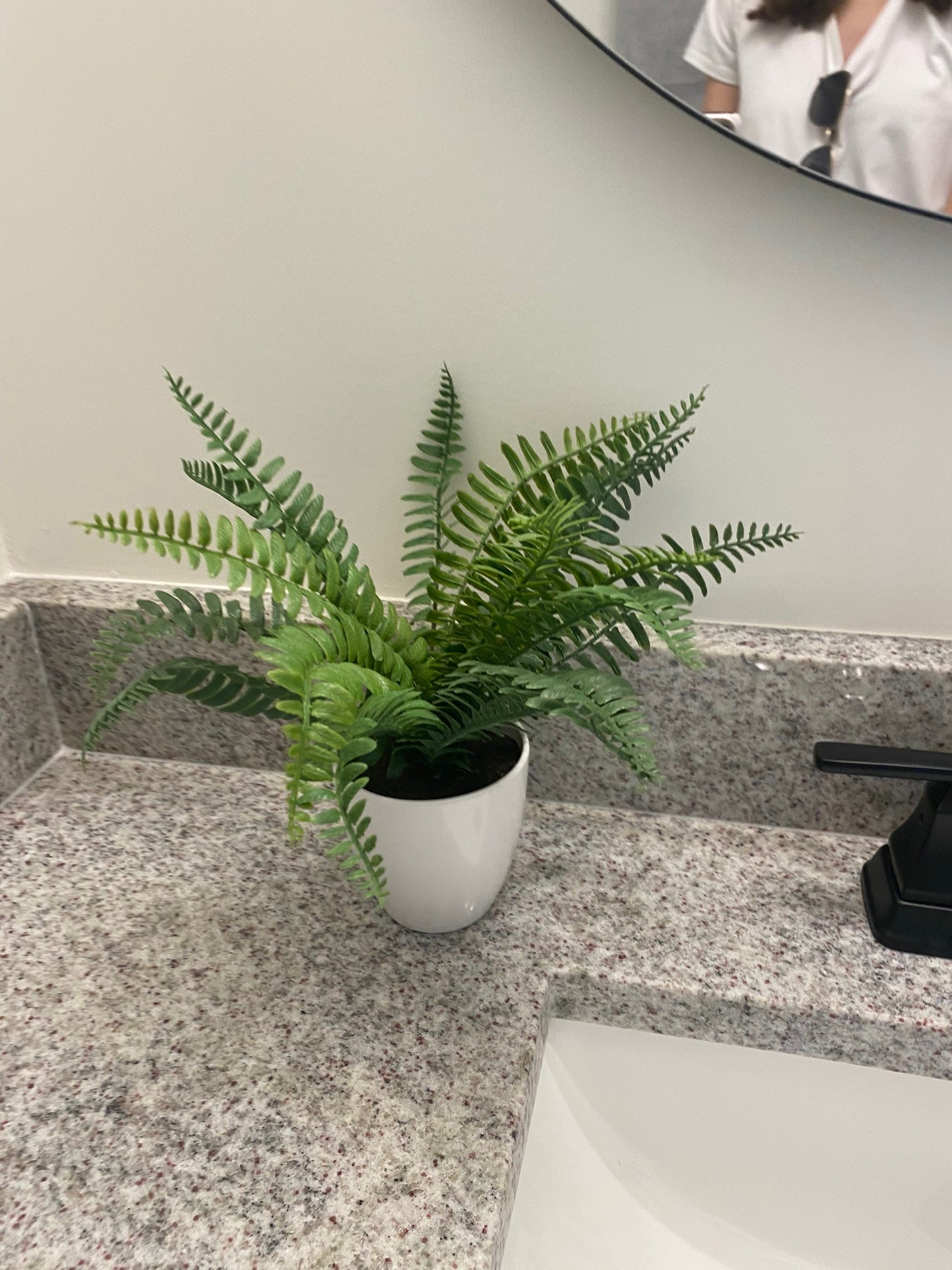 Fern in Round White Pot