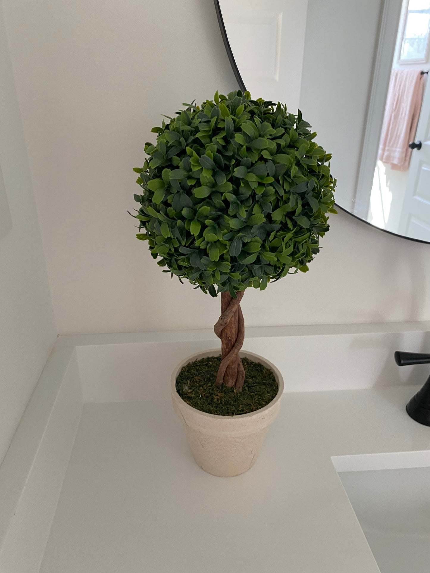 Potted Round Boxwood Tree