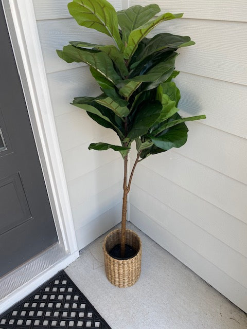 Tall Fiddle Leaf Fig in Black Pot