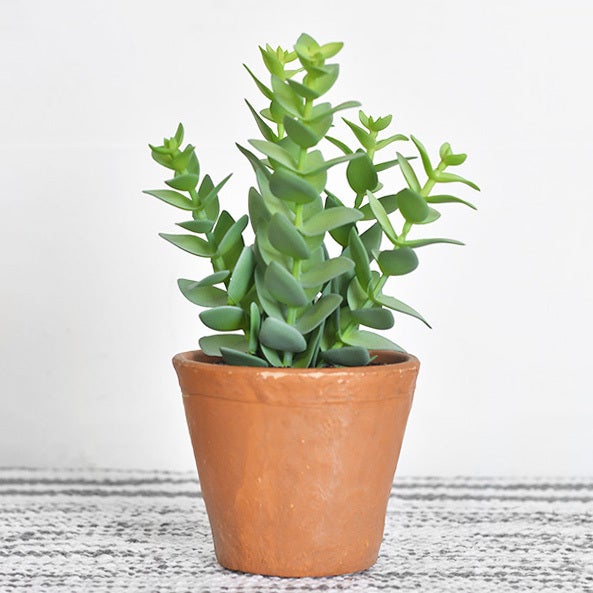 Faux Cassula Succulent in Clay Pot