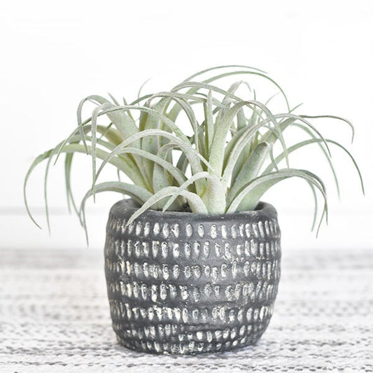 Air Plant in Grey Pot