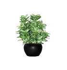 Medium Potted Plant in 10" Black Pot