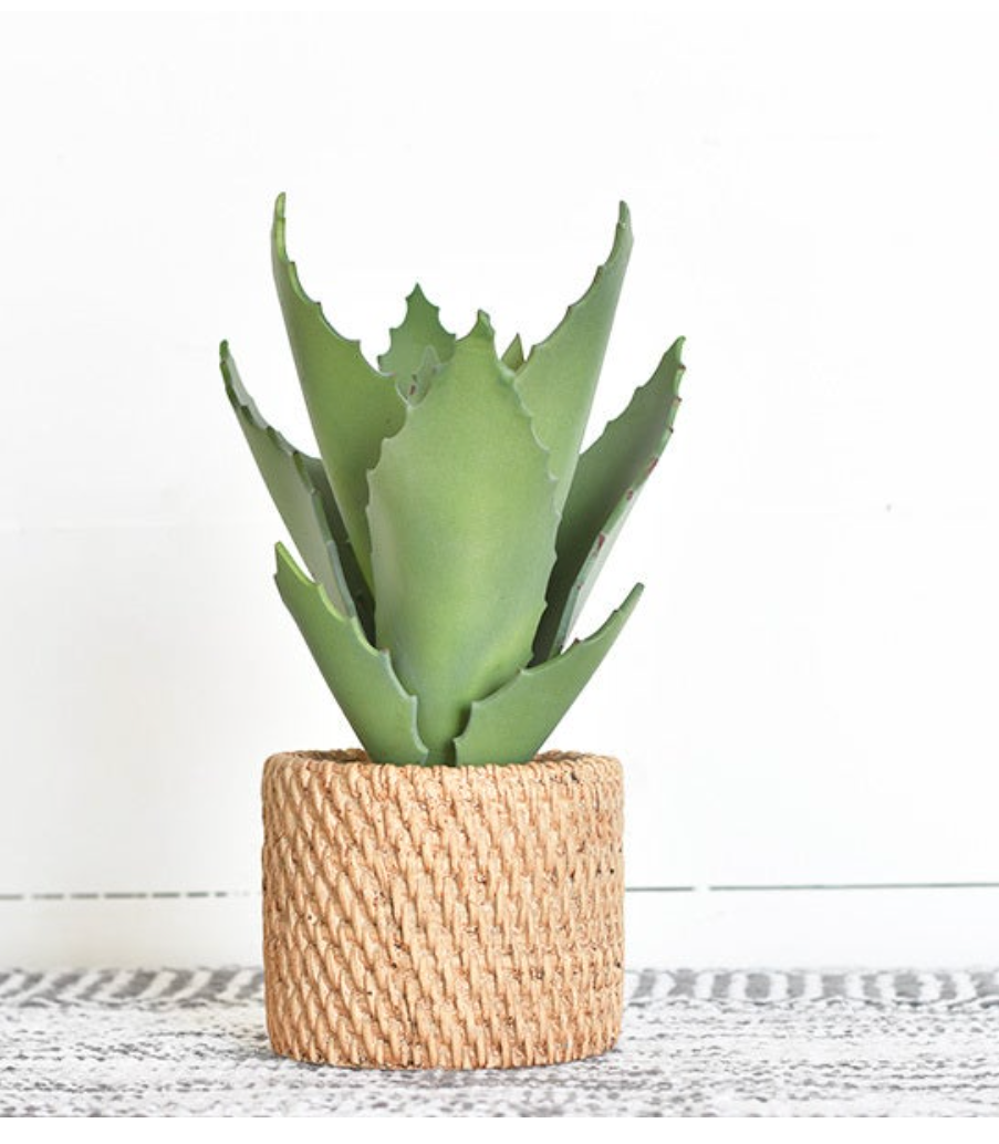 Aloe Plant in Pot