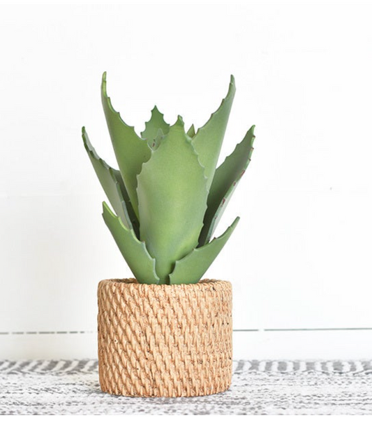 Aloe Plant in Pot