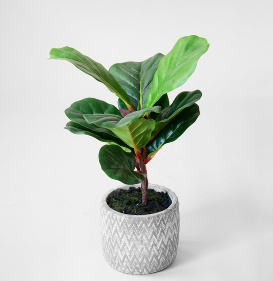 Fiddle Leaf Tree in Pot