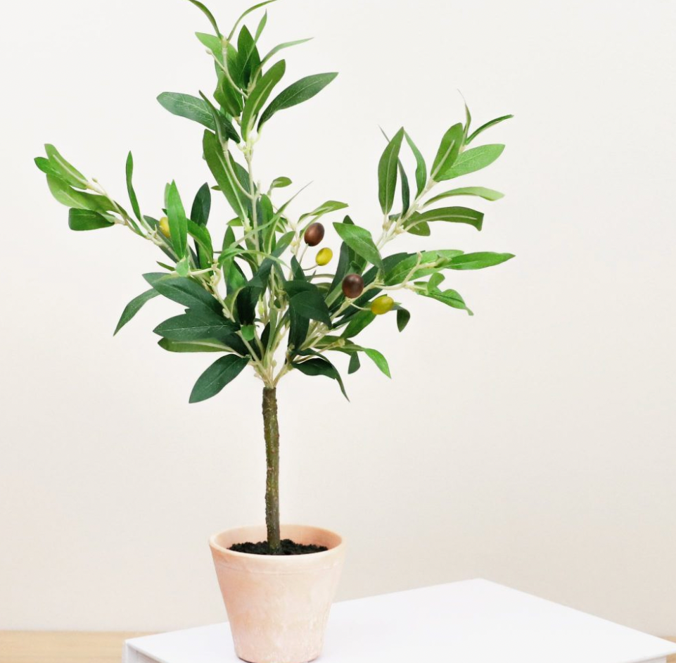 Olive Tree In Pot