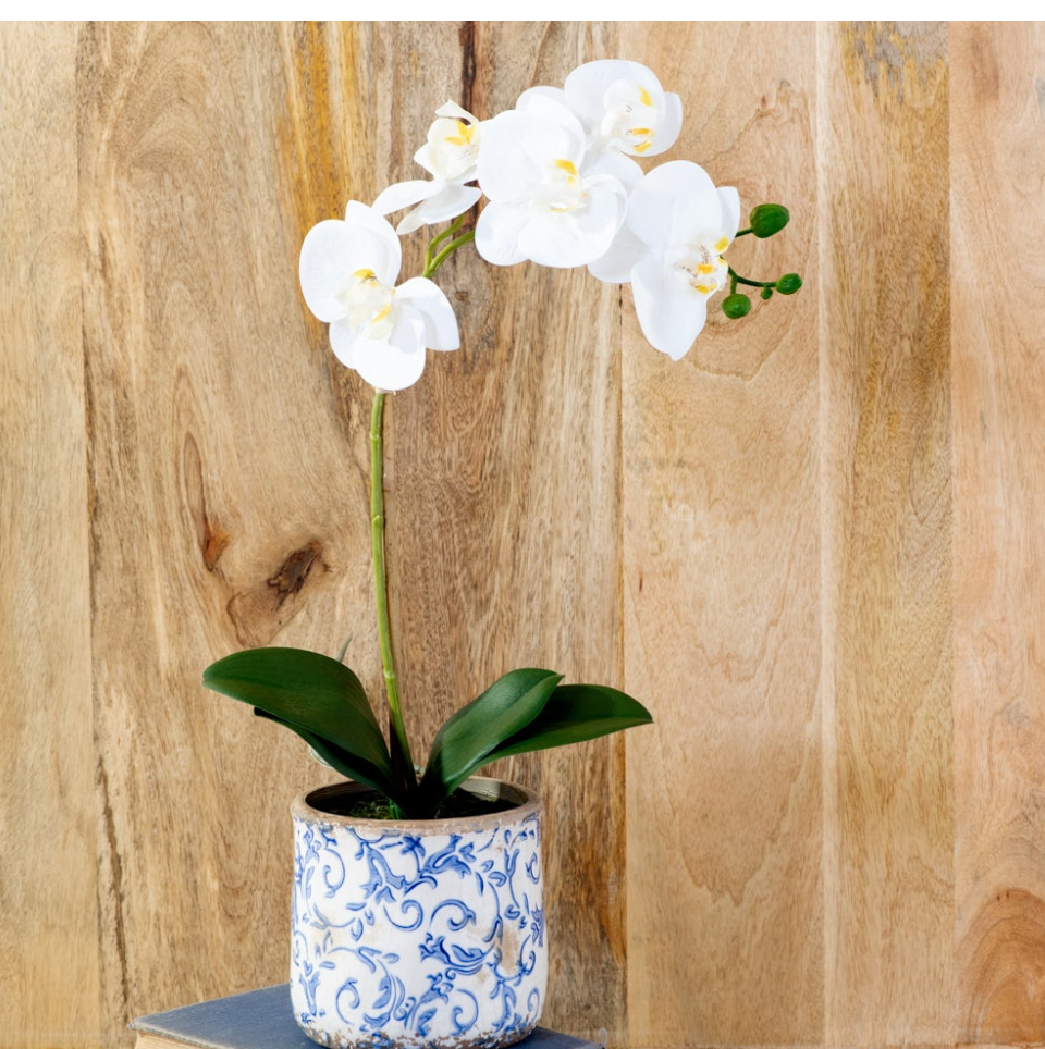 White Orchid In Pot