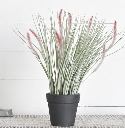 Inner Grass In pot