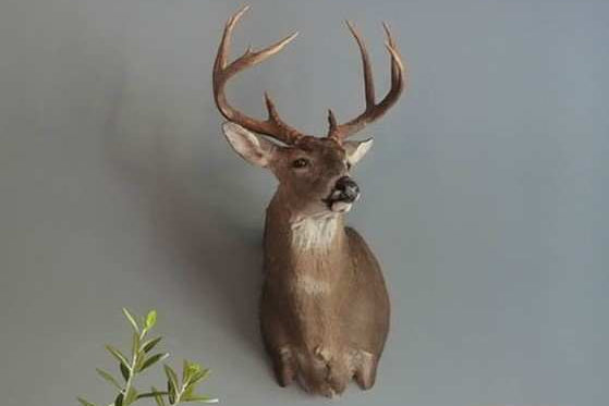 Deer Mount