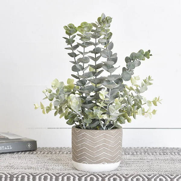 Eucalyptus in Cement Pot