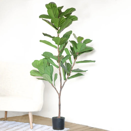 Fiddle Leaf Fig 59" in Black Pot