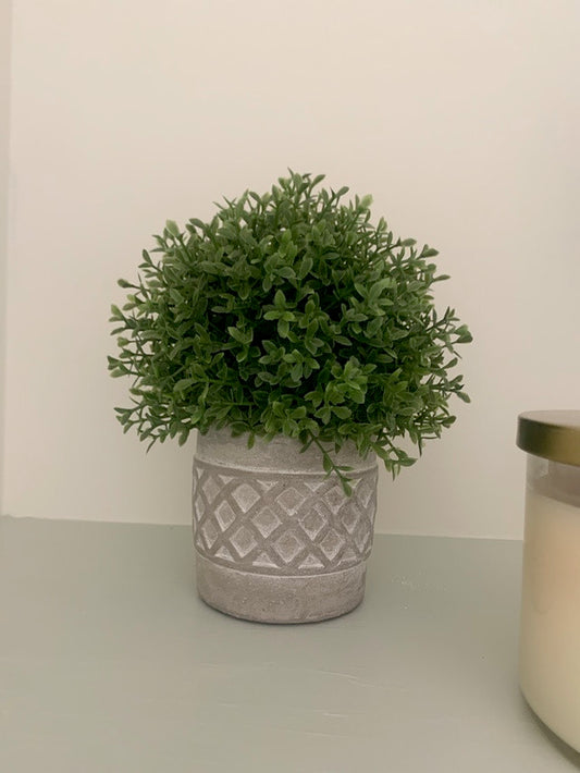 Small Boxwood in Concrete Pot