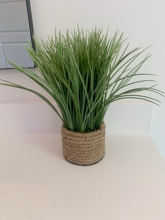 Grass Plant in Wicker Basket