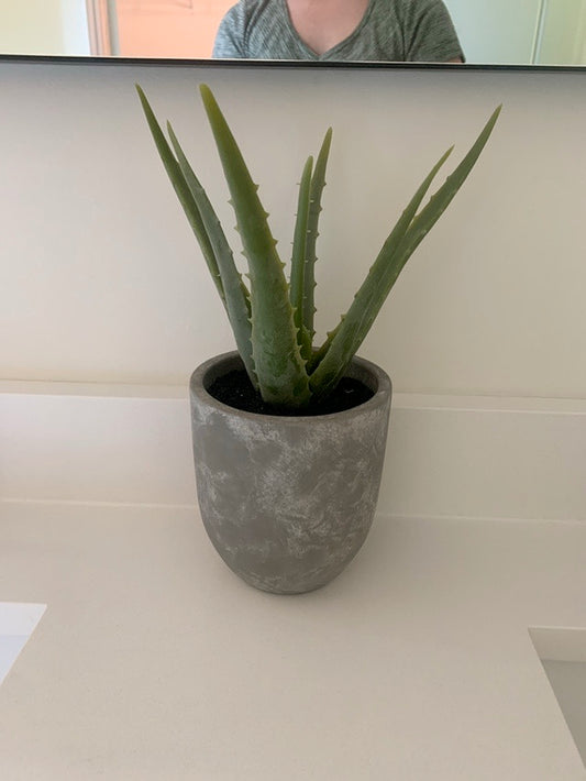 Aloe Plant in Concrete Pot