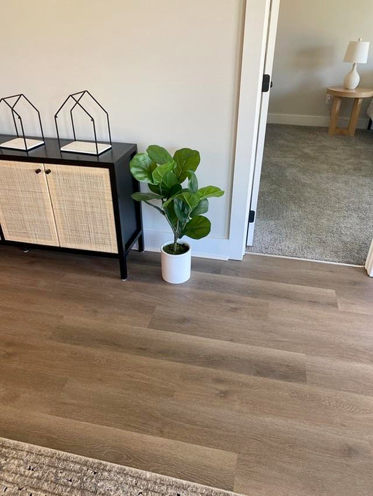 Medium Fiddle Leaf Fig in White Pot