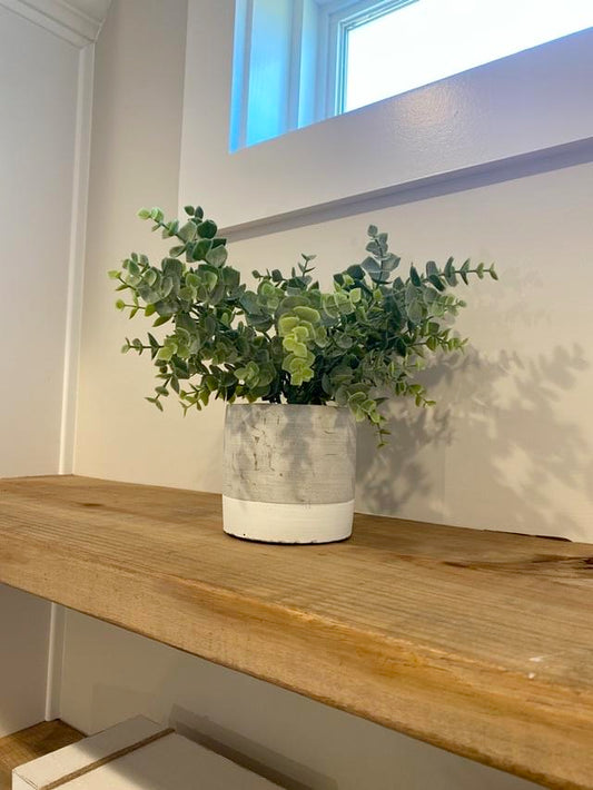 Eucalyptus Plant in Gray and White Pot